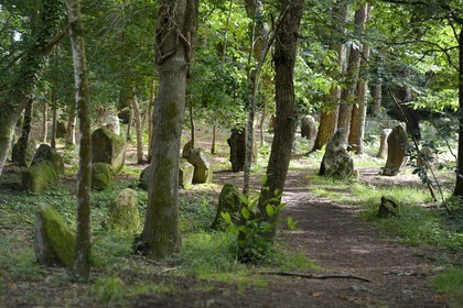 France, Morbihan, Carnac, row of megalithic standing stones at Petit Menec