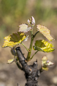France, Vaucluse (84), Dentelles de Montmirail, Gigondas, jeune feuille de vigne au coeur du vignoble AOC Côtes-du-Rhône