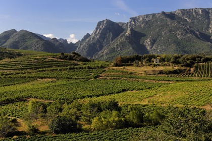 France, Herault, Orb river valley in the region of Mons la Trivalle, AOC Saint-Chinian & Roquebrun