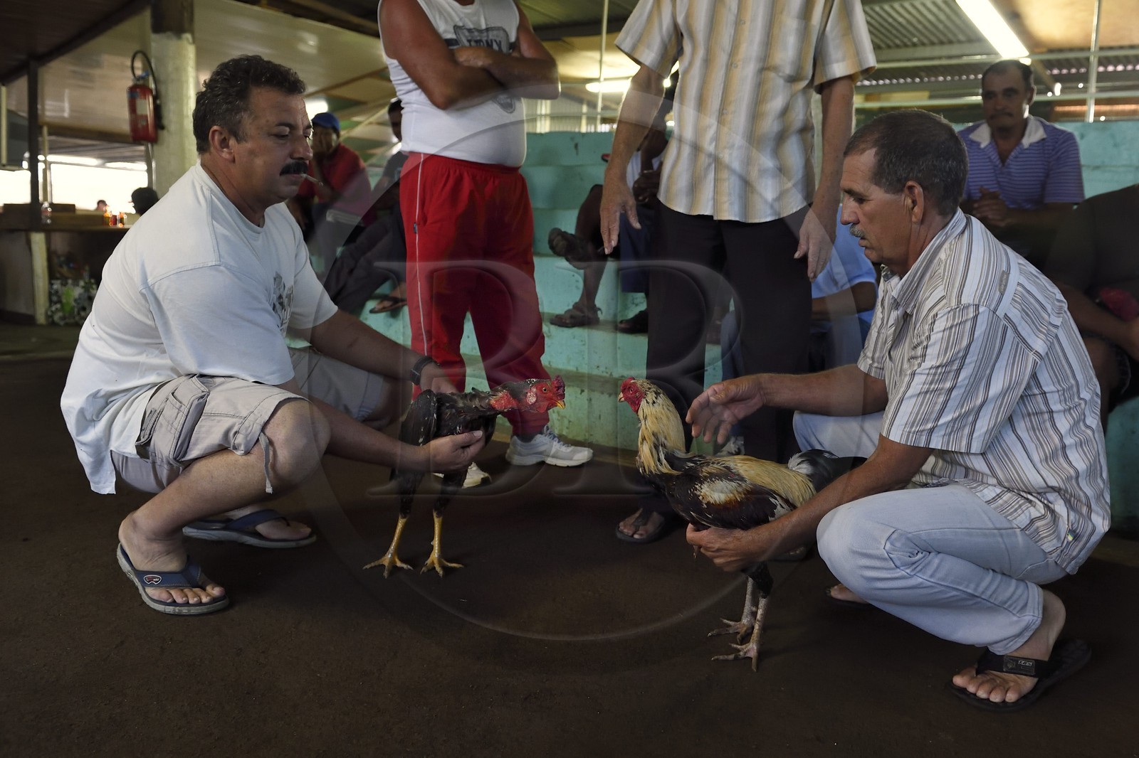 France, Ile de la Reunion, Petit Tampon, combat de coqs dans le Rond de Coq
