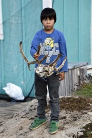 Groenland, cote ouest, baie de Baffin, Upernavik, jeune inuit montrant une tête de renne chassé par son père