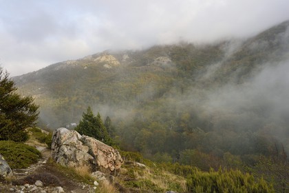 France, Haute Corse, Vivario, hiking on the GR 20, between Onda refuge and Vizzavona, Vizzavona forest at the Vizzavona pass