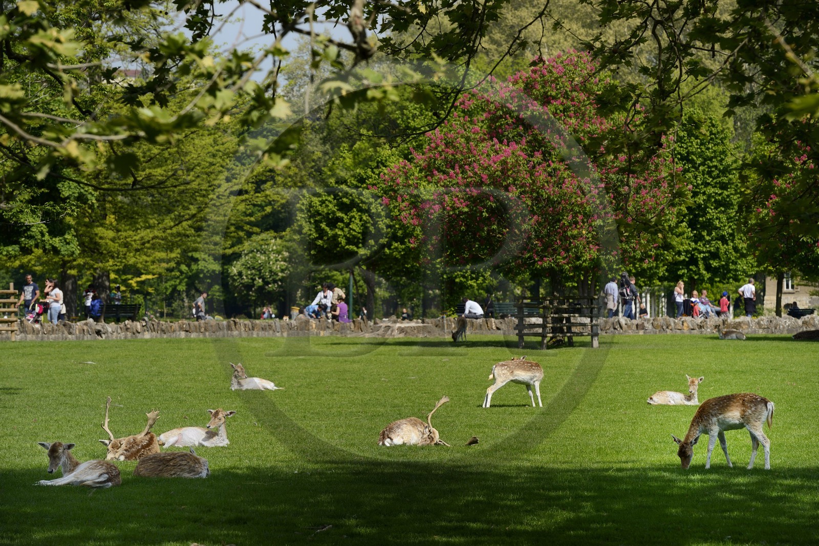 France, Rhône (69), Lyon,  le parc de la Tête d' Or, le parc aux daims