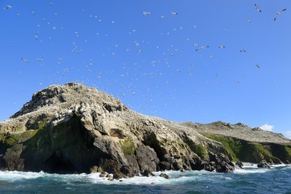 France, Cotes-d'Armor, Perros-Guirec, Sept-Iles Archipelago and bird sanctuary, Rouzic island, northern gannets colony (Morus bassanus), single point of nesting in France for more than 20,000 couples