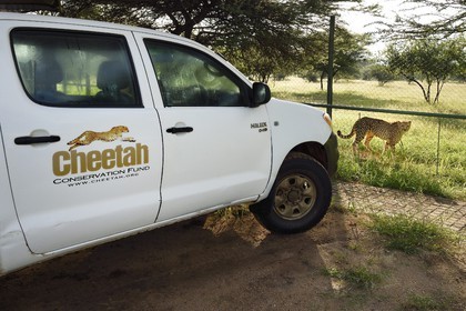 Namibie, Otjiwarongo, Cheetah Conservation Fund, centre de recherche et d'éducation, guépard (Acinonyx jubatus) dans son enclos
