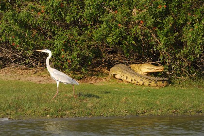 Tanzanie, Reserve de gibier de Selous une des plus grandes zones protégées au monde et inscrite sur la liste du patrimoine mondial de l’Unesco depuis 1982, crocodile du Nil (Crocodylus niloticus) et héron sur le lac Nzerakera formé par la rivière Rufiji