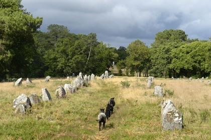 France, Morbihan, Carnac, row of megalithic standing stones at Kermario