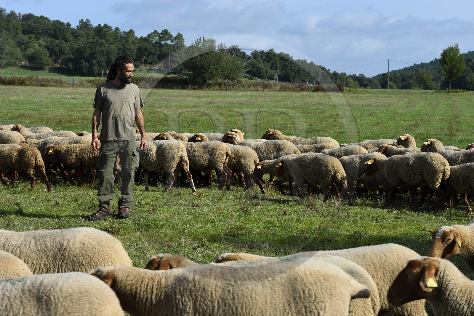 France, Var (83), Massif des Maures, Collobrières, plateau Lambert, le berger Laurent Ripert entouré de ses 400 moutons mourérous
