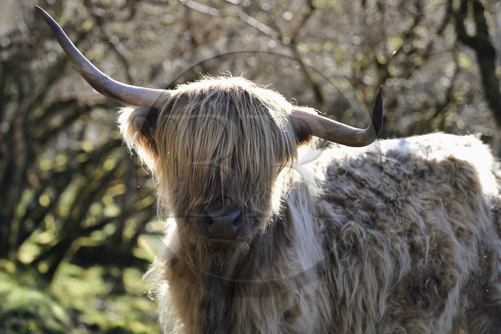 Royaume-Uni, Ecosse, Highland, Hébrides intérieures, Ile de Mull, vache de race Highland