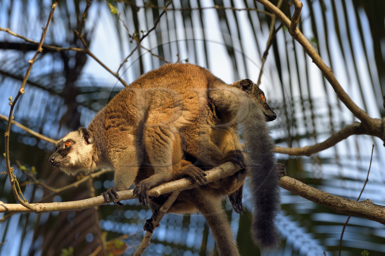 France, Ile de Mayotte, Grande-Terre, Kani-Keli, le Jardin Maoré à la plage de N’Gouja, Lémur fauve (Eulemur fulvus mayottensis) appelé aussi maki