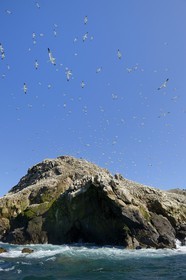 France, Côtes-d'Armor (22), Perros-Guirec, archipel et réserve ornithologique de Sept-Iles, Ile Rouzic, colonie de fous de Bassan (Morus bassanus), unique point de nidification en France pour plus de 20000 couples
