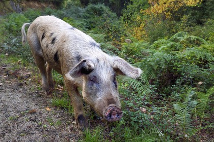France, Corse du Sud, Prunelli river valley, Bastelica, Duroc pig left free