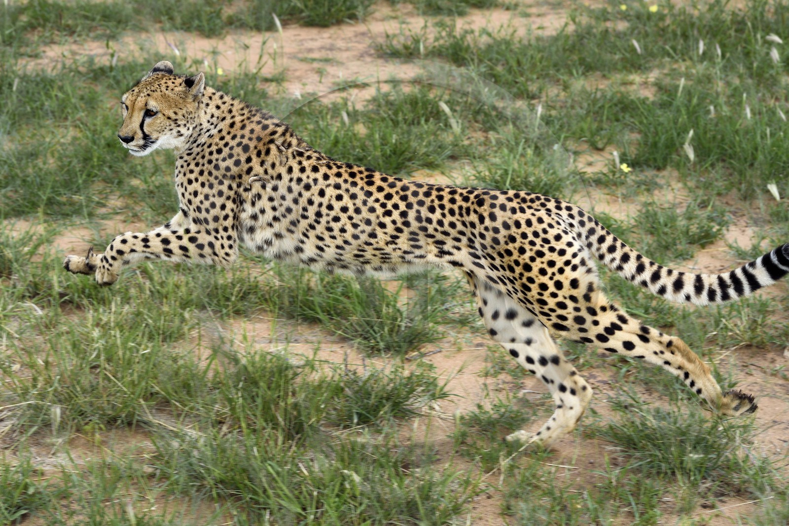 Namibie, Otjiwarongo, Cheetah Conservation Fund, centre de recherche et d'éducation, guépard (Acinonyx jubatus) entrainé à courir pour rester en forme et sain