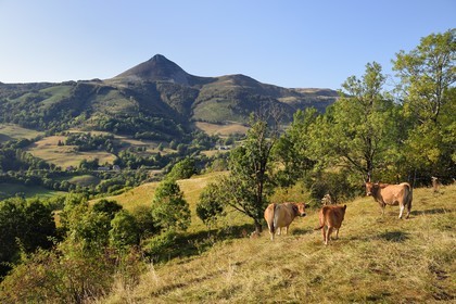 France, Cantal (15), Parc Naturel Régional des Volcans d'Auvergne, Saint-Jacques-des-Blats sur le chemin de Saint-Jacques de Compostelle par la Via Arverna, le Puy Griou
