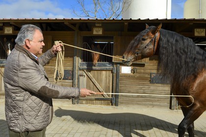 Espagne, Andalousie, province de Séville, Utrera, le haras Ayala (Yeguada Ayala), le propriétaire Rafael Ayala éleveur de Pure race espagnole ou PRE (Pura Raza Espanola)