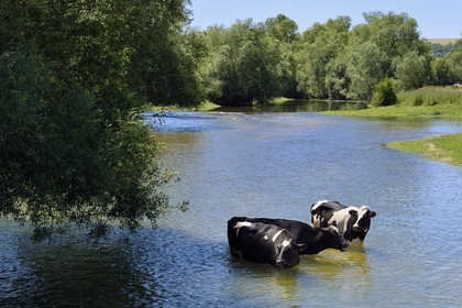 France, Meuse, Bannoncourt, cows bathing in the Meuse river