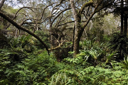 France, île de la Réunion, forêt de Bélouve
