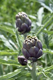 Italie, Sicile, iles Eoliennes, Ile de Salina, artichaut dans un champ