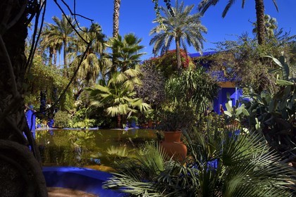 Maroc, Haut-Atlas, Marrakech, ville impériale, quartier de Gueliz, jardin Majorelle fondé en 1931 par le peintre français Jacques Majorelle puis racheté en 1980 par Yves Saint Laurent et Pierre Bergé