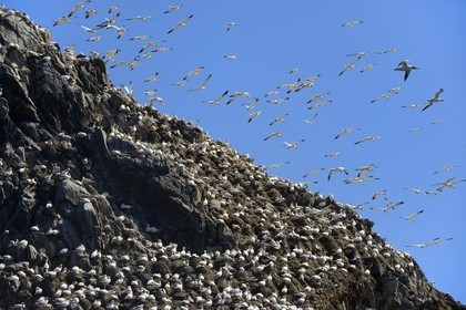 France, Cotes-d'Armor, Perros-Guirec, Sept-Iles Archipelago and bird sanctuary, Rouzic island, northern gannets colony (Morus bassanus), single point of nesting in France for more than 20,000 couples