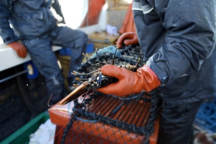 Suède, Västra Götaland, Iles Koster, sortie en mer pour récupérer les casiers à homards