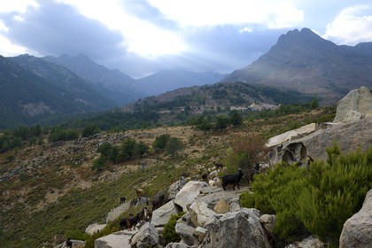 France, Haute Corse, Niolu (Niolo) region, herds of goats next to Calasima highest village in Corsica (1 095m)