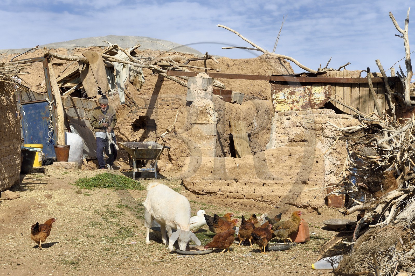 Iran, Province d'Ispahan, désert du Dasht-e Kavir, l'oasis d'Arousan dans la région de Khur et Biabanak, Mohamed Vahab 85 ans et son petit élevage de poules et de chèvres Iran, Province d'Ispahan, désert du Dasht-e Kavir, l'oasis d'Arousan dans la région de Khur et Biabanak, Mohamed Vahab 85 ans et son petit élevage de poules et de chèvres