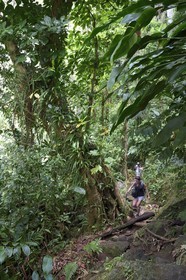 Caribbean, Dominica Island, Morne Trois Pitons National Park listed as World heritage by UNESCO, hike into the heart of the rainforest towards the Middleham Falls, Waitukubuli hiking trail that crosses the island