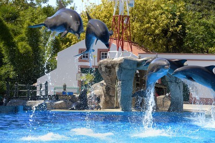 Portugal, Lisbonne, Jardin zoologique, le delphinarium, dauphins faisant le spectacle