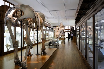 France, Loire-Atlantique (44), Nantes, muséum d'histoire naturelle