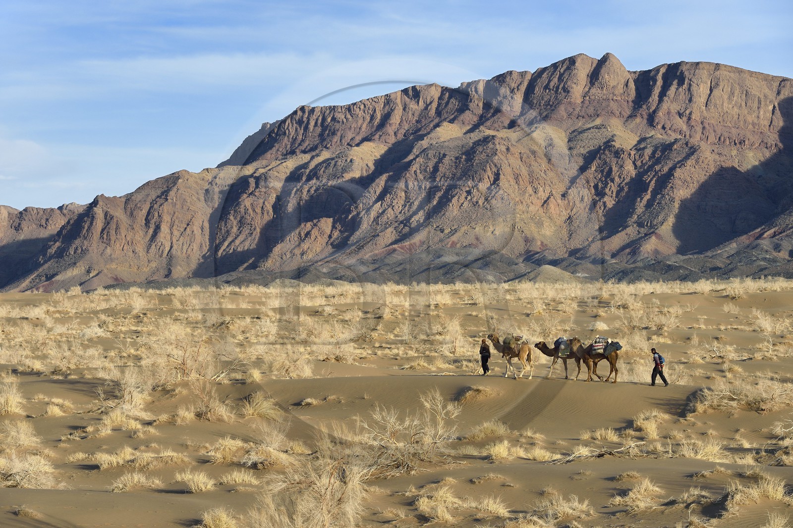 Iran, Province d'Ispahan, désert du Dasht-e Kavir, Mesr dans la région de Khur et Biabanak, caravane de dromadaires lors d'une randonnée chamelière au pied de la chaine de montagne de Dareh bidan Iran, Province d'Ispahan, désert du Dasht-e Kavir, Mesr dans la région de Khur et Biabanak, caravane de dromadaires lors d'une randonnée chamelière au pied de la chaine de montagne de Dareh bidan