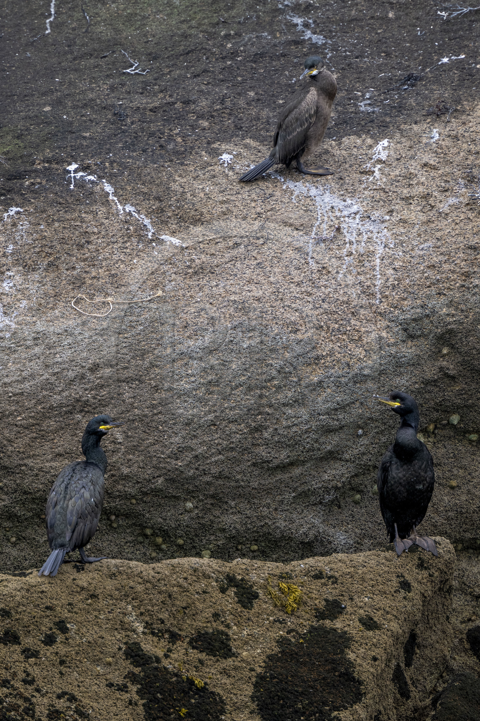 France, Finistère (29), Carantec, Réserve ornithologique des îlots de la Baie de Morlaix, Cormoran huppé (Gulosus aristotelis) sur l'Ile Vesoul