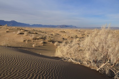 Iran, Province d'Ispahan, désert du Dasht-e Kavir, Mesr dans la région de Khur et Biabanak, dunes de sable et Tamarix aphylla capteur de sel au pied de la chaine de montagne de Dareh bidan