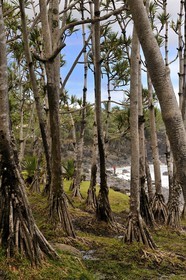 France, Reunion Island (French overseas department), Puit des Anglais locality near Saint Philippe, screwpines forest