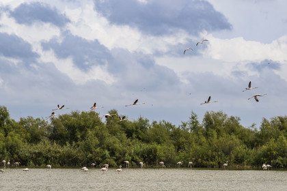 France, Gard, Vauvert, the Petite Camargue, Scamandre Regional Nature Reserve, flight of pink flamingos (Phoenicopterus roseus)