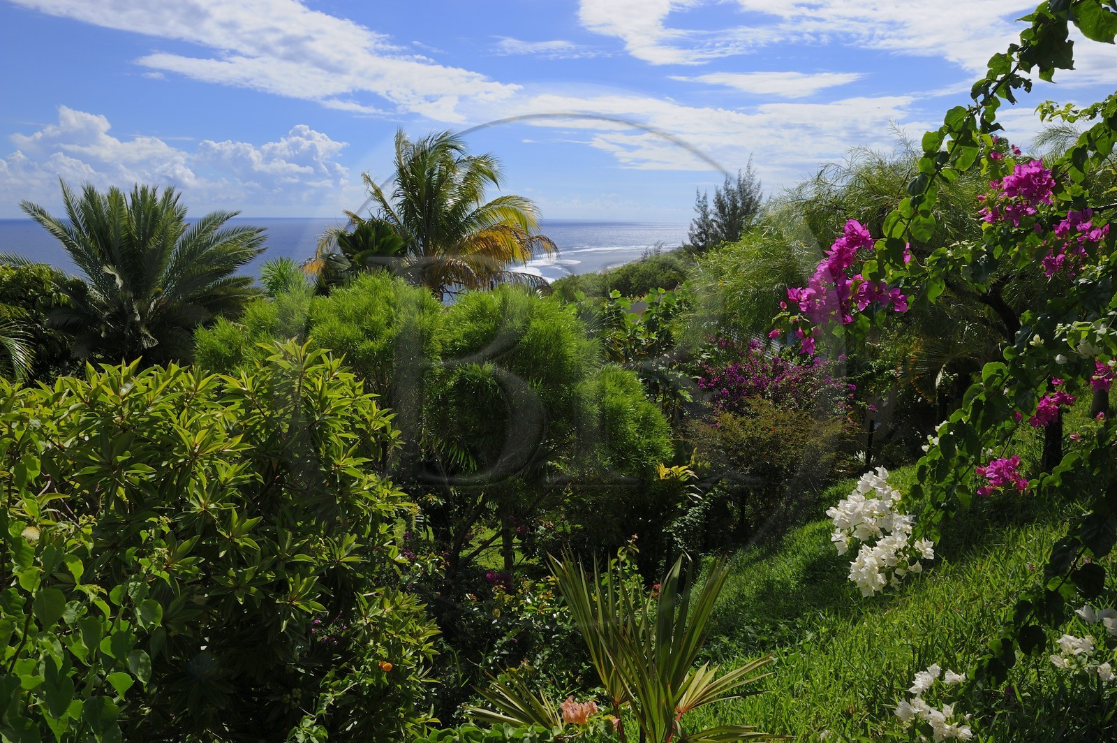 France, Reunion island (French overseas department), Petite Ile, tropical garden