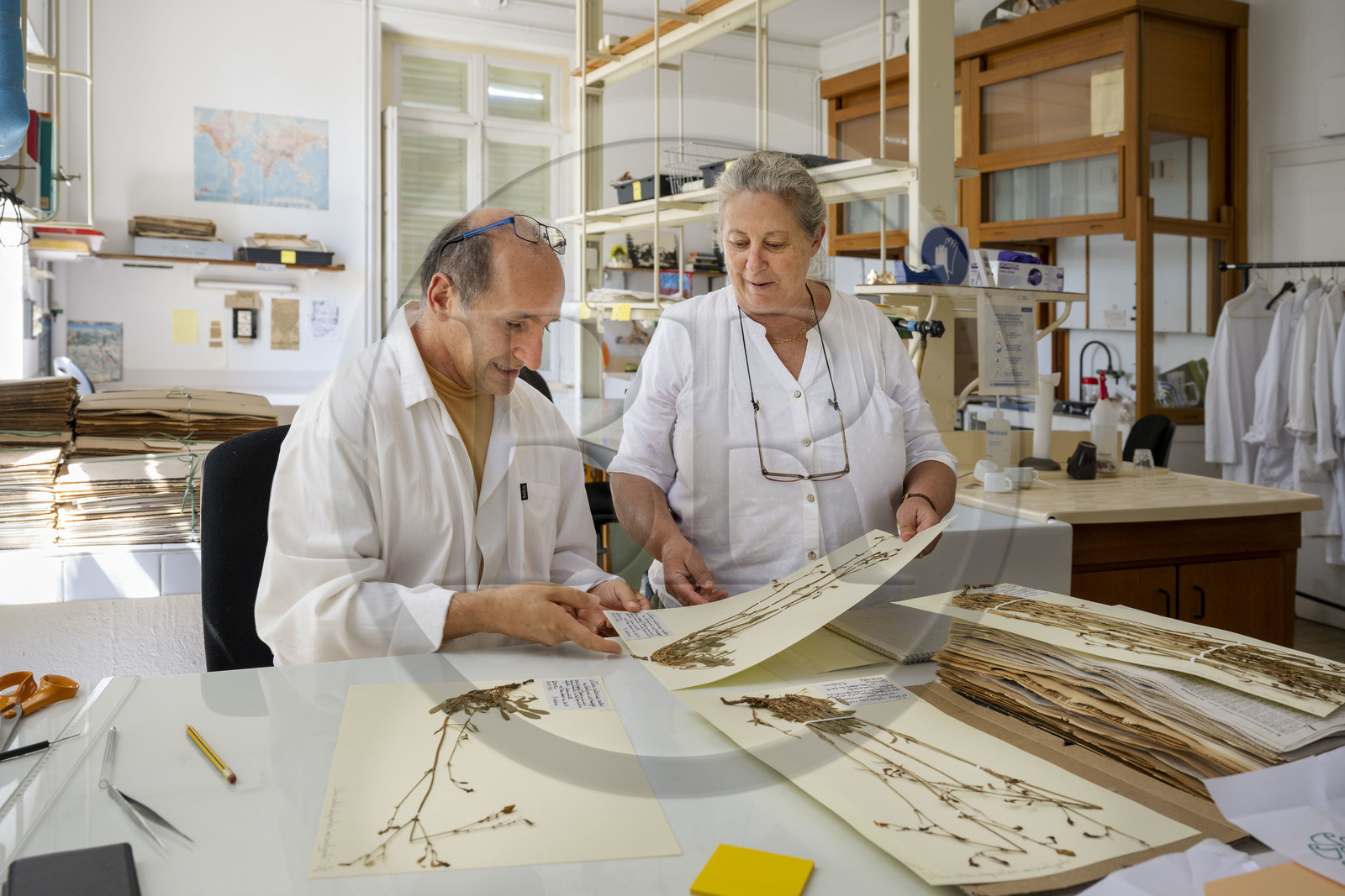 France, Alpes-Maritimes (06), Antibes, Le Jardin Botanique de la Villa Thuret (rattachée à l'INRAE), labellisé Jardin Remarquable et Arbre Remarquable, un des laboratoires de recherche dans la villa, Catherine Ducatillion, la directrice de l'Unité expérimentale, échange avec Bernard Elsair qui travaille sur l'herbier Thuret