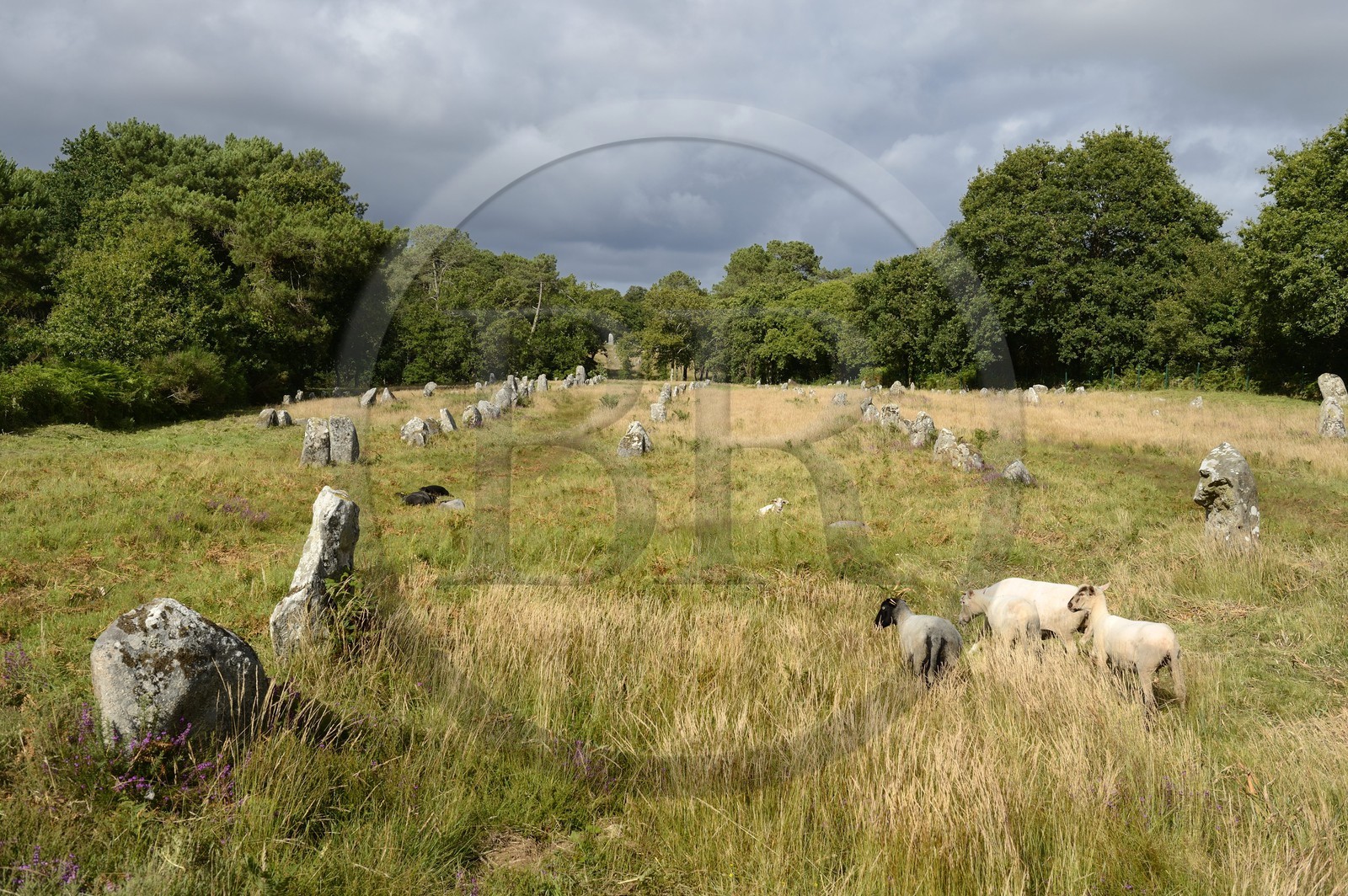 France, Morbihan (56), Carnac, alignement mégalithique de Kermario