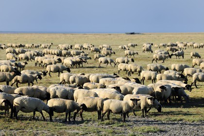 France, Ille-et-Vilaine (35), troupeau de moutons de prés salés du Mont-Saint-Michel