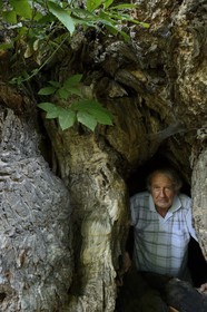 France, Haute-Corse (2B), Castagniccia, village de Carcheto, l'écrivain Jean-Claude Rogliano et le célèbre chataigner qui est le personnage principale de son livre Le berger des morts, Mal'Concilio