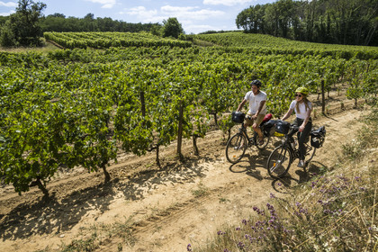 France, Maine-et-Loire, Loire valley listed as World Heritage by UNESCO, Dampierre to the east of Saumur, cycling in yhe vineyards of the Loire hillsides