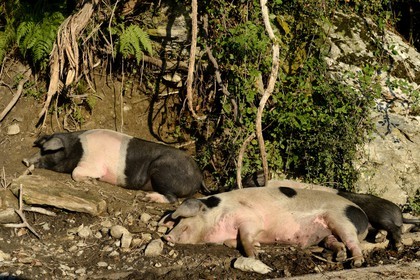 France, Haute-Corse (2B), Castagniccia, cochon semi-sauvages en liberté