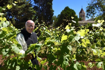 France, Alpes-Maritimes, Lerins Islands, Saint-Honorat island, Brother Marie-Paques in the Abbey of Lerins vineyards, the abbey church in the background