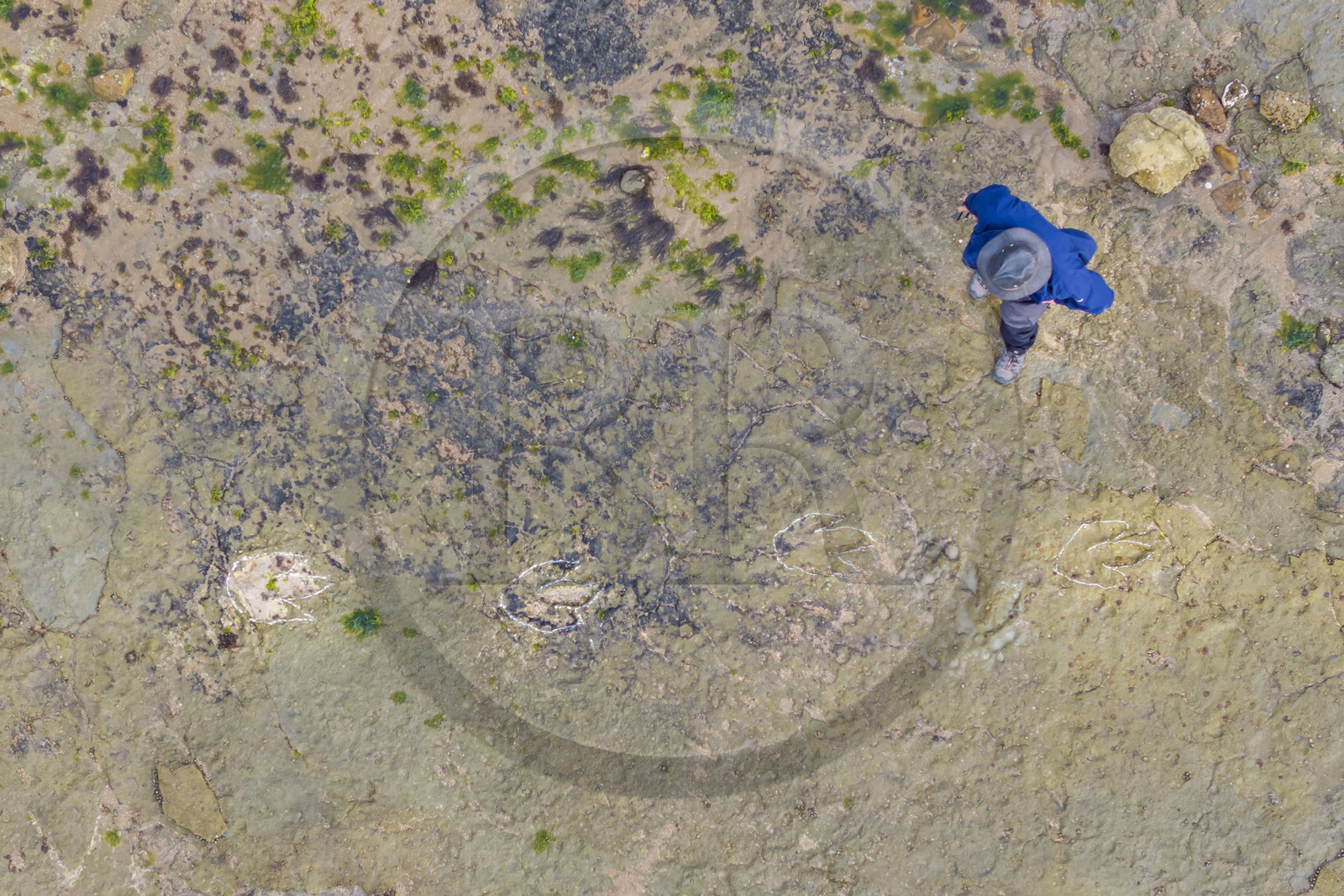 France, Vendée (85), Talmont-Saint-Hilaire, la Pointe du Payré, estran du site du Veillon à marée basse, traces fossiles tridactyles de dinosaures bipèdes datées d'environ 200 millions d’années