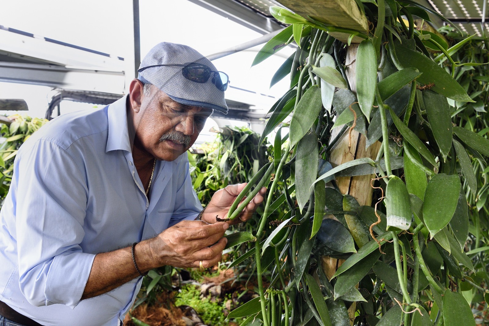 France, Ile de la Reunion, Saint-Louis, Domaine de Bellevue, producteur de vanille Planifolia biologique issues d'orchidées cultivées sous des panneaux photovoltaïques, Jean Edwards Saint-Lambert