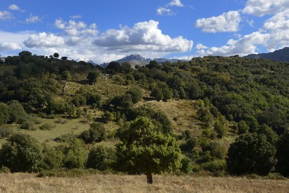 France, Haute-Corse (2B), Balagne, vallée du Giussani, le village de Olmi-Capella