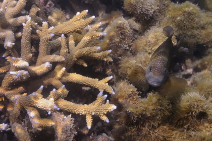 France, île de la Réunion, le récif corallien du lagon de la plage de Saint-Gilles et de l'Ermitage (vue sous-marine)