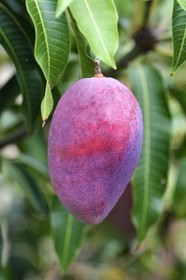 France, Ile de la Reunion, Saint-Louis, mangue sur un manguier