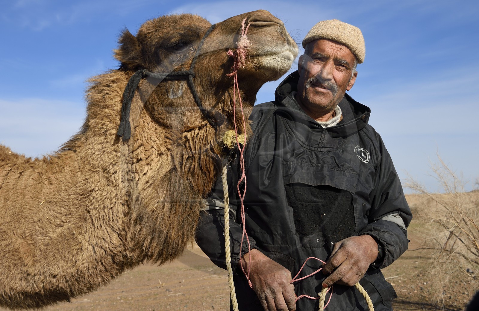 Iran, Province d'Ispahan, désert du Dasht-e Kavir, Mesr dans la région de Khur et Biabanak, le chamelier Ali Saraban et un de ses dromadaires dans le désert Iran, Province d'Ispahan, désert du Dasht-e Kavir, Mesr dans la région de Khur et Biabanak, le chamelier Ali Saraban et un de ses dromadaires dans le désert