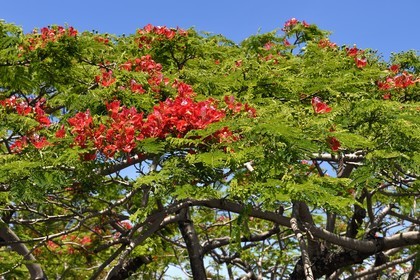 France, Ile de la Reunion, flamboyant (delonix regia) en fleurs